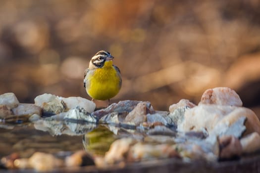 African Golden breasted Bunting standing at waterhole in Kruger National park, South Africa ; Specie Fringillaria flaviventris family of Emberizidae