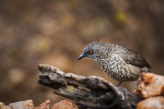 Arrow marked Babbler standing on a log with natural background in Kruger National park, South Africa ; Specie Turdoides jardineii family of Leiothrichidae