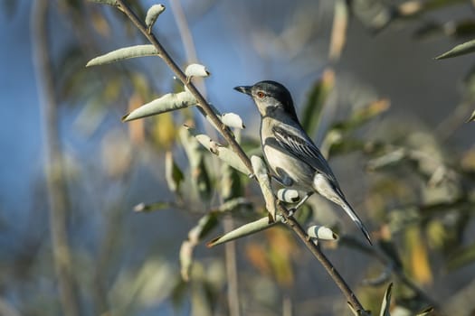 Black backed Puffback standing in shrub in Kruger National park, South Africa ; Specie Dryoscopus cubla family of Malaconotidae
