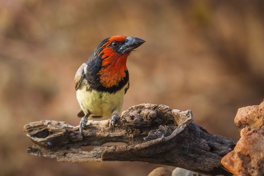 Black collared Barbet standing on a log with blur background in Kruger National park, South Africa ; Specie Lybius torquatus family of Ramphastidae