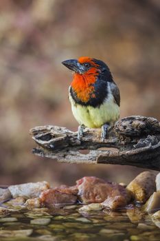 Black collared Barbet standing on a log at waterhole in Kruger National park, South Africa ; Specie Lybius torquatus family of Ramphastidae