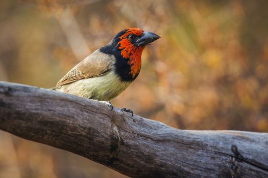 Black collared Barbet standing on a log with fall colors background in Kruger National park, South Africa ; Specie Lybius torquatus family of Ramphastidae