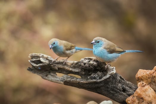 Two Blue-breasted Cordonbleu standing on a log with natural background in Kruger National park, South Africa ; Specie Uraeginthus angolensis family of Estrildidae