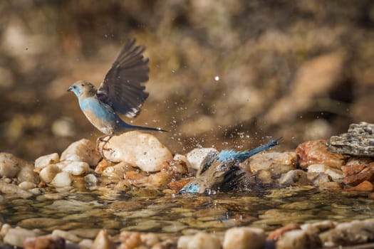 Two Blue-breasted Cordonbleu bathing at waterhole in Kruger National park, South Africa ; Specie Uraeginthus angolensis family of Estrildidae