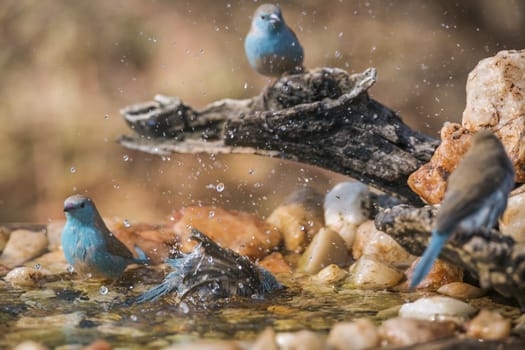 Four Blue-breasted Cordonbleu bathing at waterhole in Kruger National park, South Africa ; Specie Uraeginthus angolensis family of Estrildidae