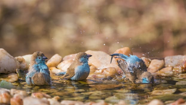 Three Blue-breasted Cordonbleu bathing at waterhole in Kruger National park, South Africa ; Specie Uraeginthus angolensis family of Estrildidae