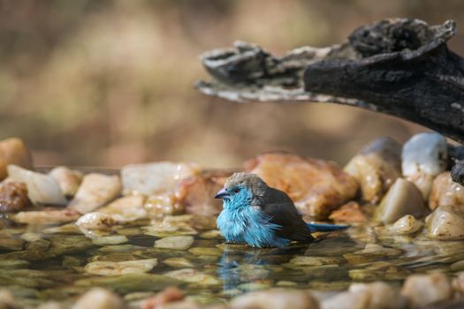 Blue-breasted Cordonbleu bathing in waterhole in Kruger National park, South Africa ; Specie Uraeginthus angolensis family of Estrildidae