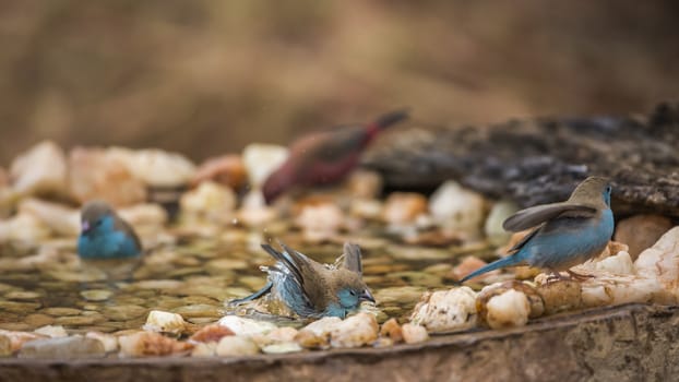 Three Blue-breasted Cordonbleu bathing in waterhole in Kruger National park, South Africa ; Specie Uraeginthus angolensis family of Estrildidae