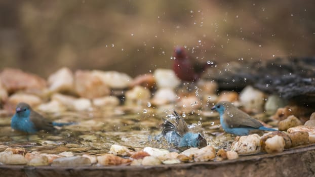 Three Blue-breasted Cordonbleu bathing in waterhole in Kruger National park, South Africa ; Specie Uraeginthus angolensis family of Estrildidae