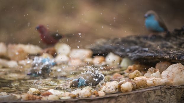 Three Blue-breasted Cordonbleu bathing in waterhole in Kruger National park, South Africa ; Specie Uraeginthus angolensis family of Estrildidae