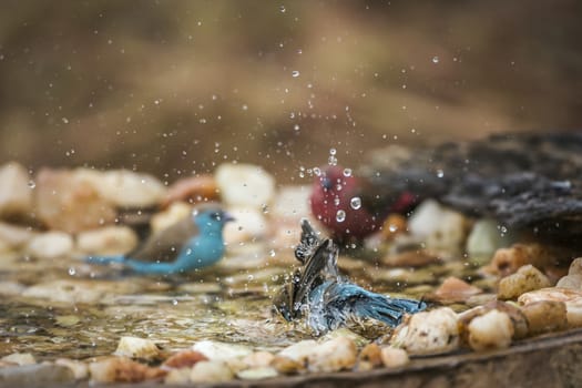 Blue-breasted Cordonbleu bathing in waterhole in Kruger National park, South Africa ; Specie Uraeginthus angolensis family of Estrildidae