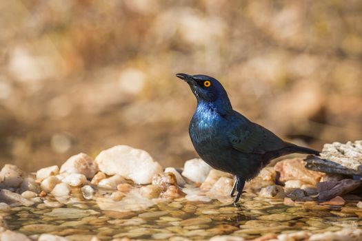 Cape Glossy Starling standing in waterhole in Kruger National park, South Africa ; Specie Lamprotornis nitens family of Sturnidae