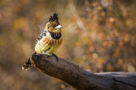 Crested Barbet standing on a log with fall colors background in Kruger National park, South Africa ; Specie Trachyphonus vaillantii family of Ramphastidae