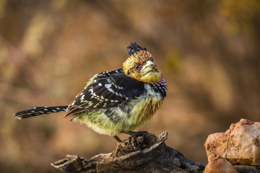 Crested Barbet standing on a log with fall colors background in Kruger National park, South Africa ; Specie Trachyphonus vaillantii family of Ramphastidae