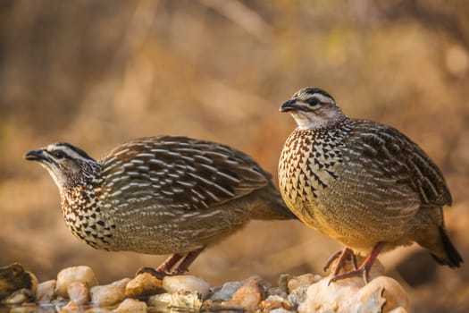 Two Crested Francolin drinking at waterhole in Kruger National park, South Africa ; Specie Dendroperdix sephaena family of Phasianidae