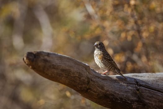 Cut throat finch female standing on a log with fall colors background in Kruger National park, South Africa ; Specie Amadina fasciata family of Estrildidae