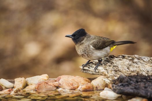 Dark capped Bulbul standing on a log at waterhole in Kruger National park, South Africa ; Specie Pycnonotus tricolor family of Pycnonotidae