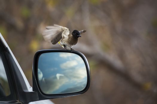 Dark capped Bulbul playing with car miror in Kruger National park, South Africa ; Specie Pycnonotus tricolor family of Pycnonotidae