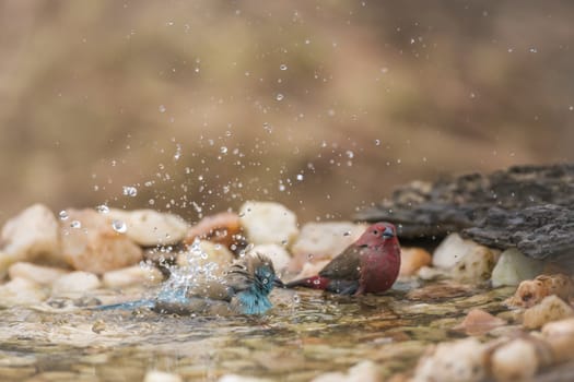 Jameson Firefinch and Blue breasted Cordonbleu bathing in waterhole in Kruger National park, South Africa ; Specie Lagonosticta rhodopareia and Uraeginthus angolensis family of Estrildidae