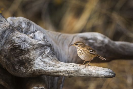 Red backed Scrub Robin standing on a log in Kruger National park, South Africa; specie Cercotrichas leucophrys family of Musicapidae