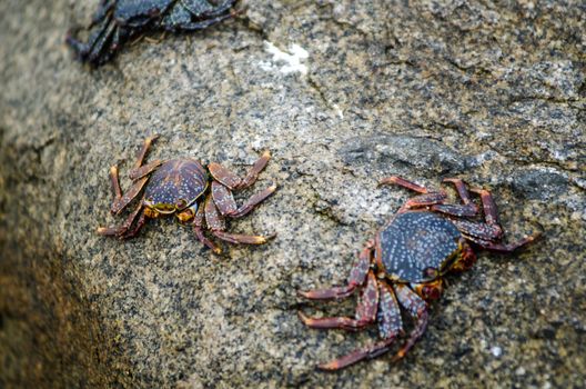 Crabs on the stone of a beach in Lima - Peru