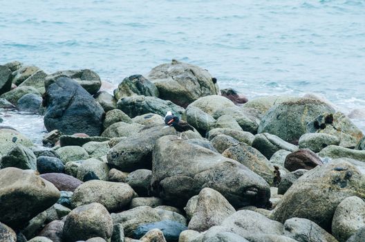 Seagulls perched on rocks at the edge of the sea in Lima - Peru
