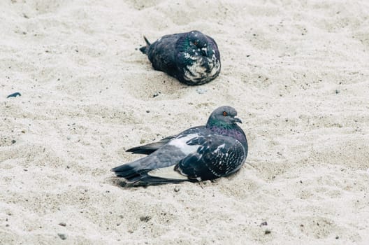 Pigeons on a sandy beach. pigeon walks on the beach.