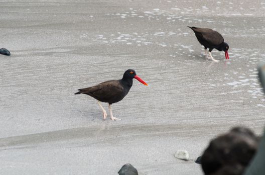 Birds -- Oyster Negruzco -- on the rocks at the edge of the sea of Lima - Peru