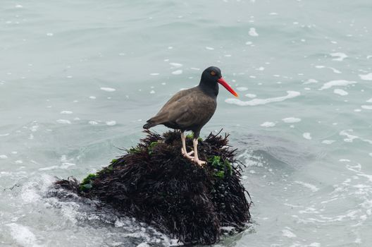 Birds -- Oyster Negruzco -- on the rocks at the edge of the sea of Lima - Peru