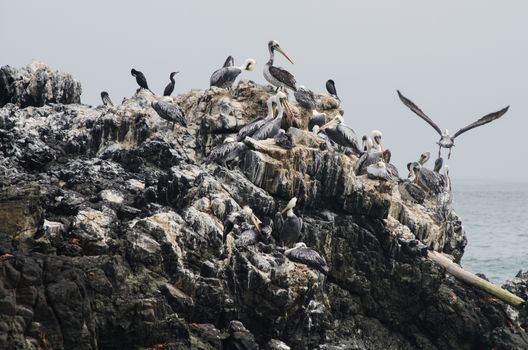 Group of brown pelicans -- Pelecanus occidentalis -- standing on a rock, San bartolo, Lima - Peru