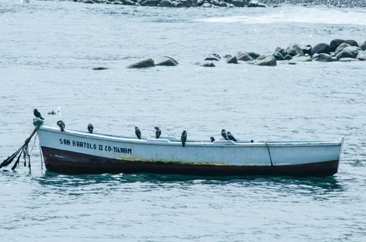 Fishing boat followed by many seagulls on the sea