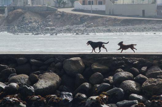 Two friendly dogs running along the beach