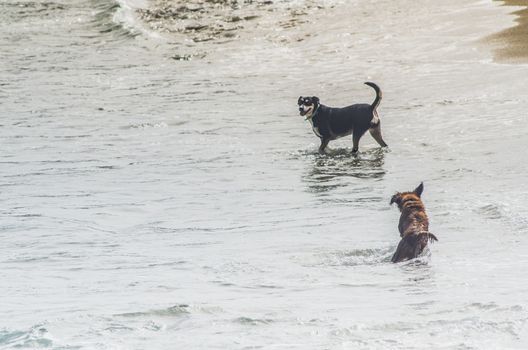 Dogs bathes in the waves and joins the sand