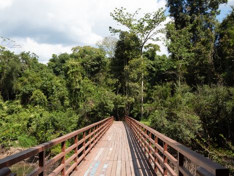 A long wooden bridge in the middle of the forest