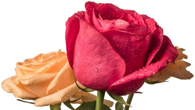 Photo of a bouquet of three roses with water drops and dew on a white background isolated. Red and yellow-peach roses close-up. Macro photography of flowers
