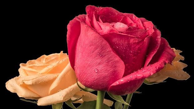 Photo of a bouquet of three roses with water drops and dew on a black background isolated. Red and yellow-peach roses close-up. Macro photography of flowers