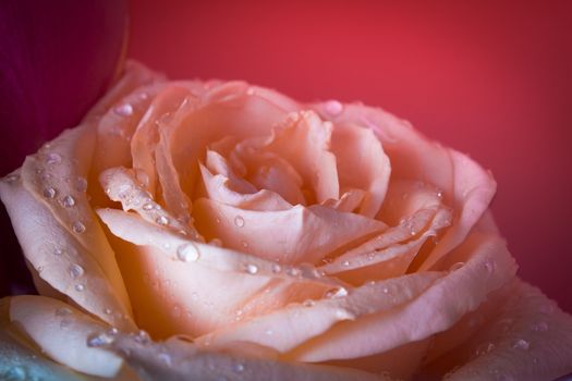 Photo of a yellow peach rose with drops of water and dew on a pink background. Rosebud close-up. Macro photography of plants and flowers