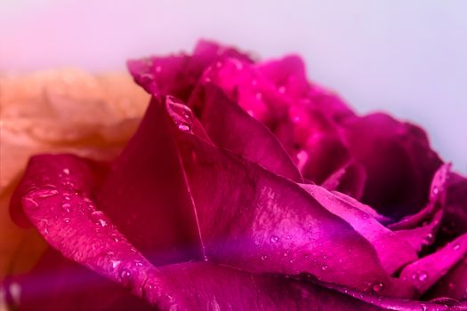 Photo of a pink rose with drops of water and dew on a gray background. Rosebud close-up. Macro photography of plants and flowers