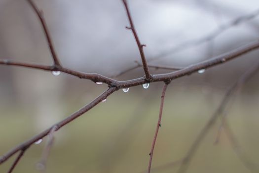 Water drops after rain on tree branches with a blurred background. Autumn trees without leaves with water drops.