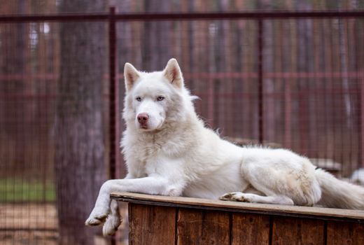 A white Siberian husky lies on a wooden house. The dog is lying, bored and resting. High quality photo