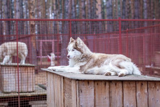 Siberian husky dog lying on a wooden house. The dog is lying, bored and resting. High quality photo