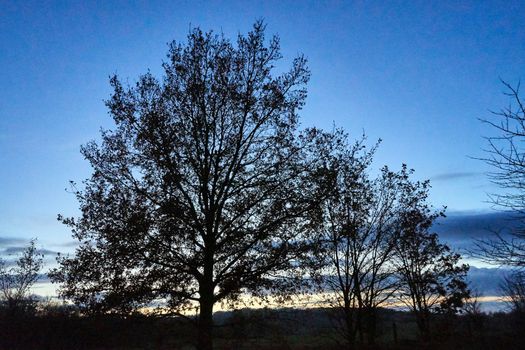 Tree crown against the sky after sunset in autumn in Poland