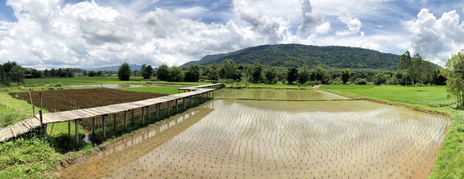 Panoramic view of beautiful countryside Rice fields and mountain in Thailand