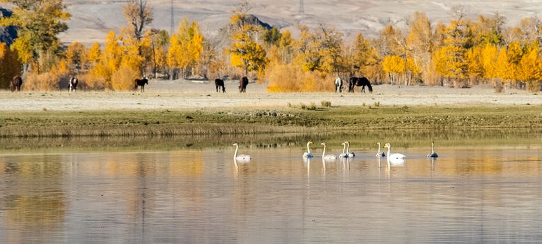 we sit in the lake and horses graze on the shore. Nature is altai.