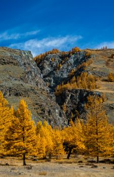 Yellowed conifers. Autumn in the altai forests. Yellowed conifers. Autumn in the altai forests.
