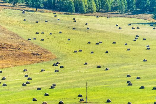 Bales of hay in a meadow. Harvesting hay for livestock feed.