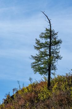 Coniferous trees in the Altai Mountains. Landscape of forests and mountains.