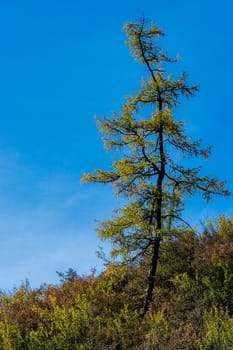 Coniferous trees in the Altai Mountains. Landscape of forests and mountains.