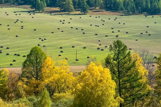 Coniferous trees in the Altai Mountains. Landscape of forests and mountains.