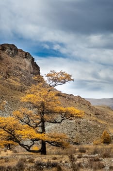 Coniferous trees in the Altai Mountains. Landscape of forests and mountains.